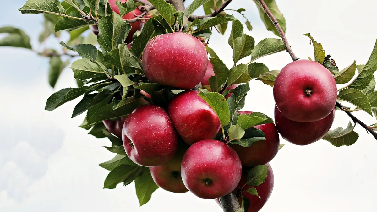 Vibrant red apples hanging from a leafy green branch against a bright, cloudy sky.