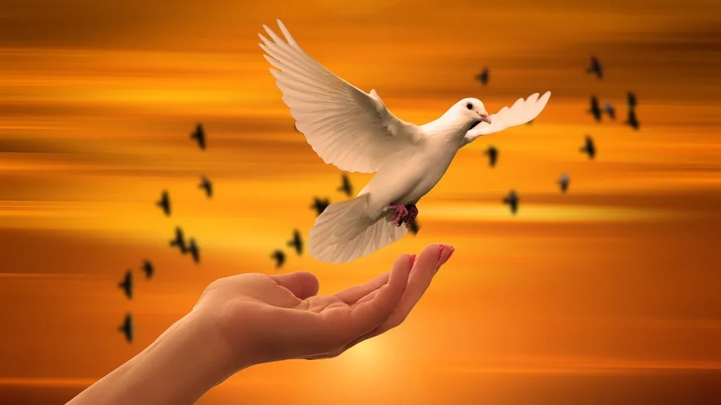 White dove flying from an open hand against a warm orange sunset sky.
