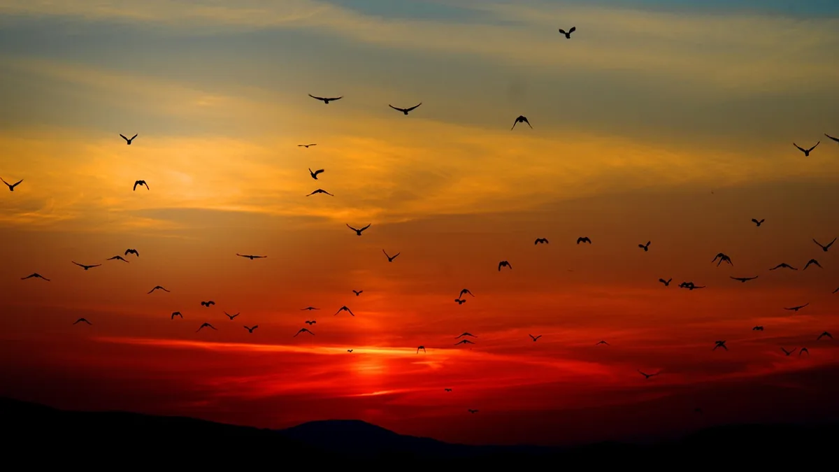 Silhouettes of numerous birds flying across a vibrant orange and red sunset sky.