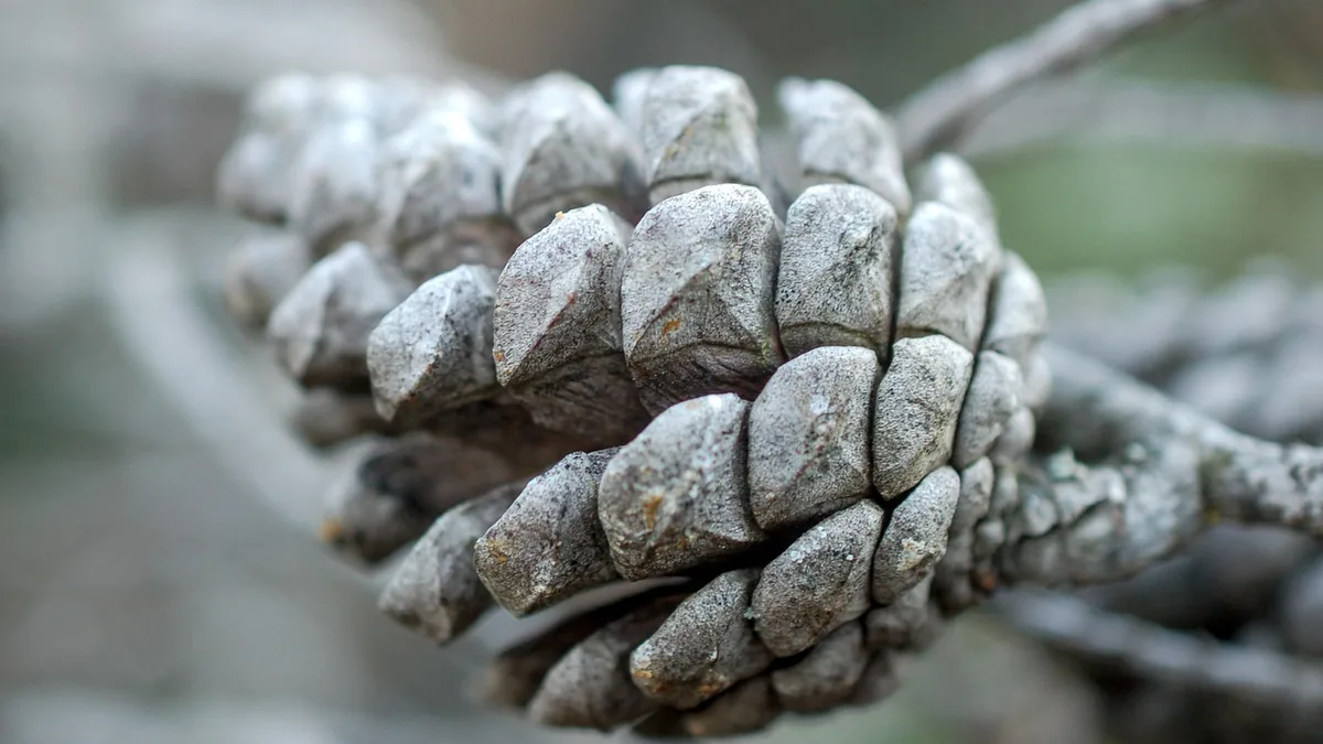 Close-up of a textured grey pine cone on a branch, showing its detailed scales under soft, natural light.