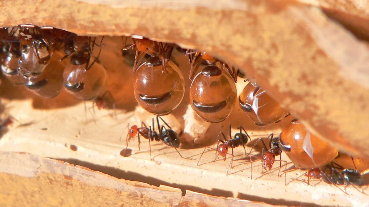 Honeypot ants hanging upside down, their swollen abdomens storing liquid like living storage vessels.