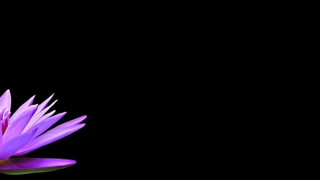 Purple lotus flower petals on the left side against a deep black background.
